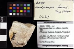 Foto (Objket + Etiketten) von Laeviprosopon fraasi nov. subspec. (Moericke, 1889) 